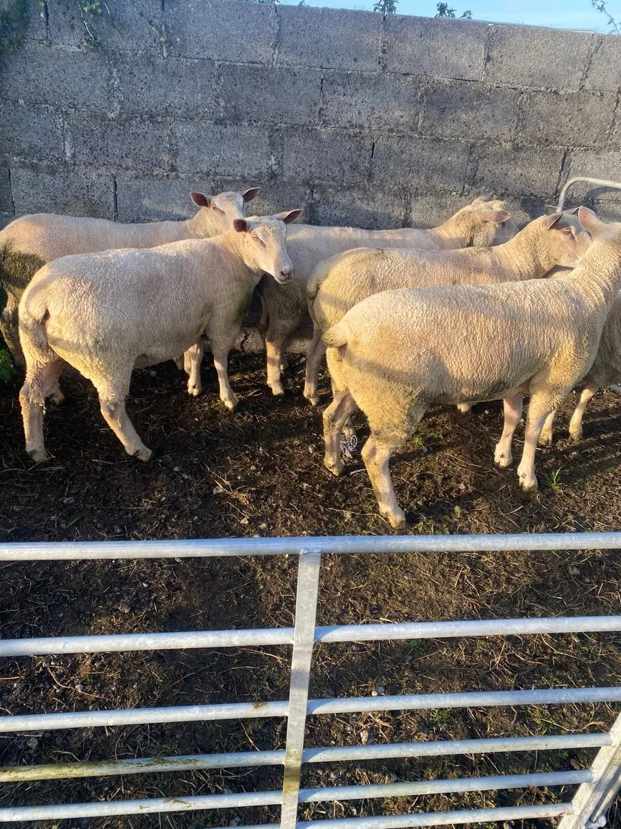 Charlaois ewe hoggets - Image 3