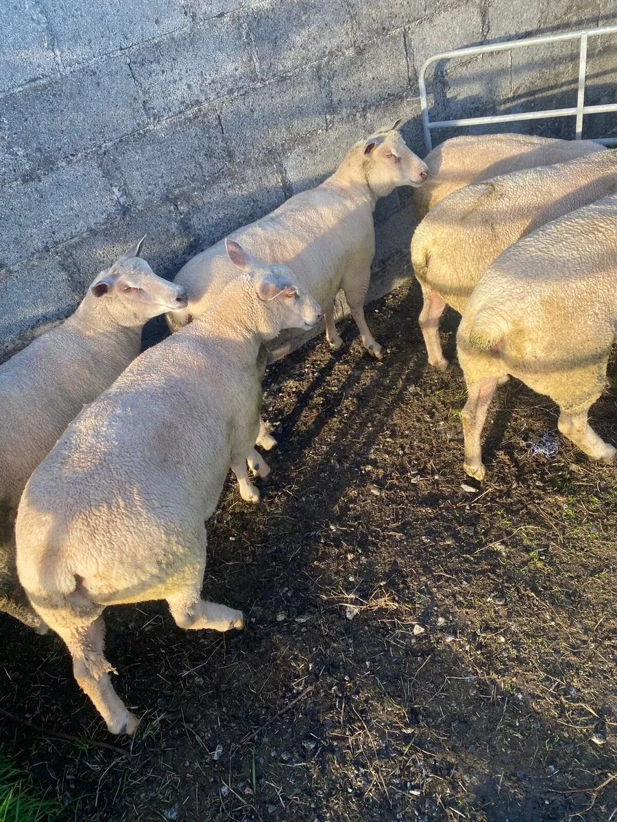 Charlaois ewe hoggets - Image 4