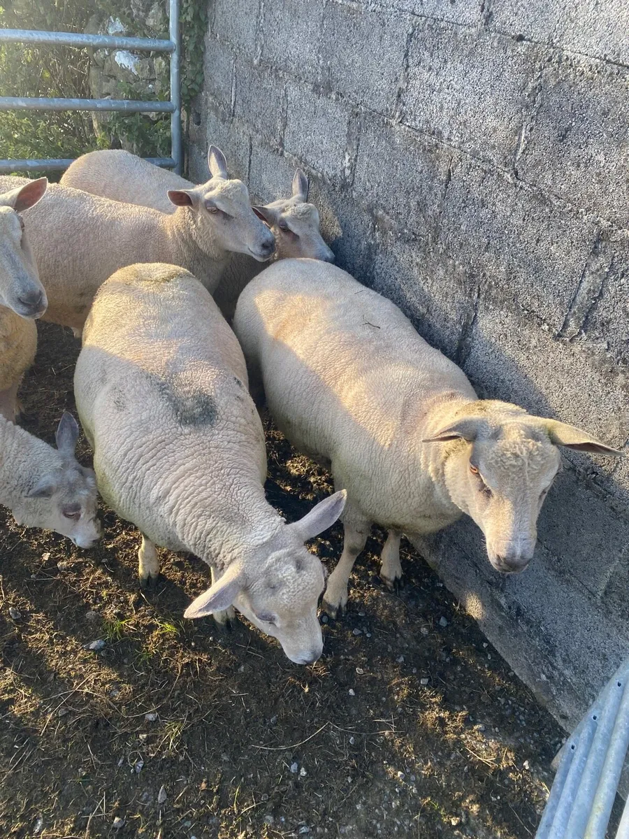 Charlaois ewe hoggets - Image 2