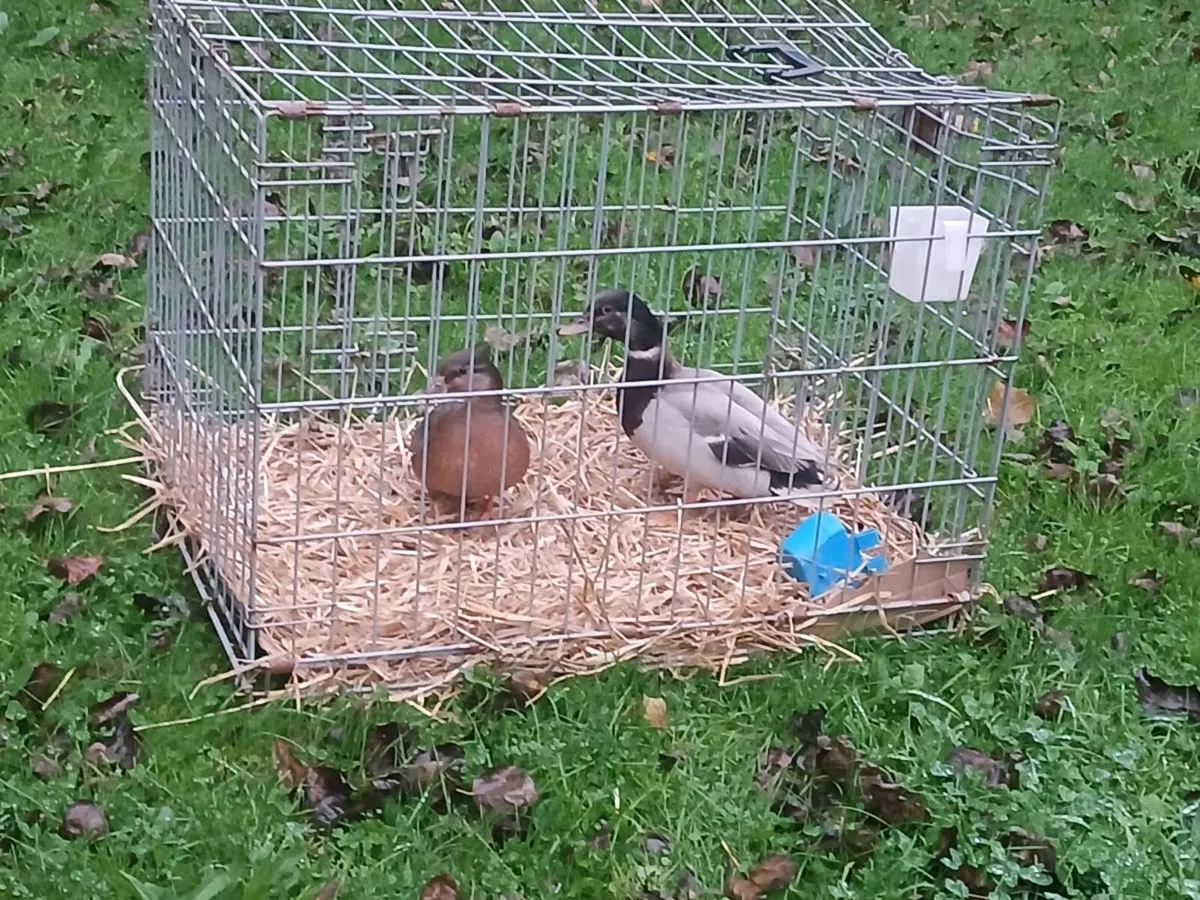 Call Duck's - Image 3