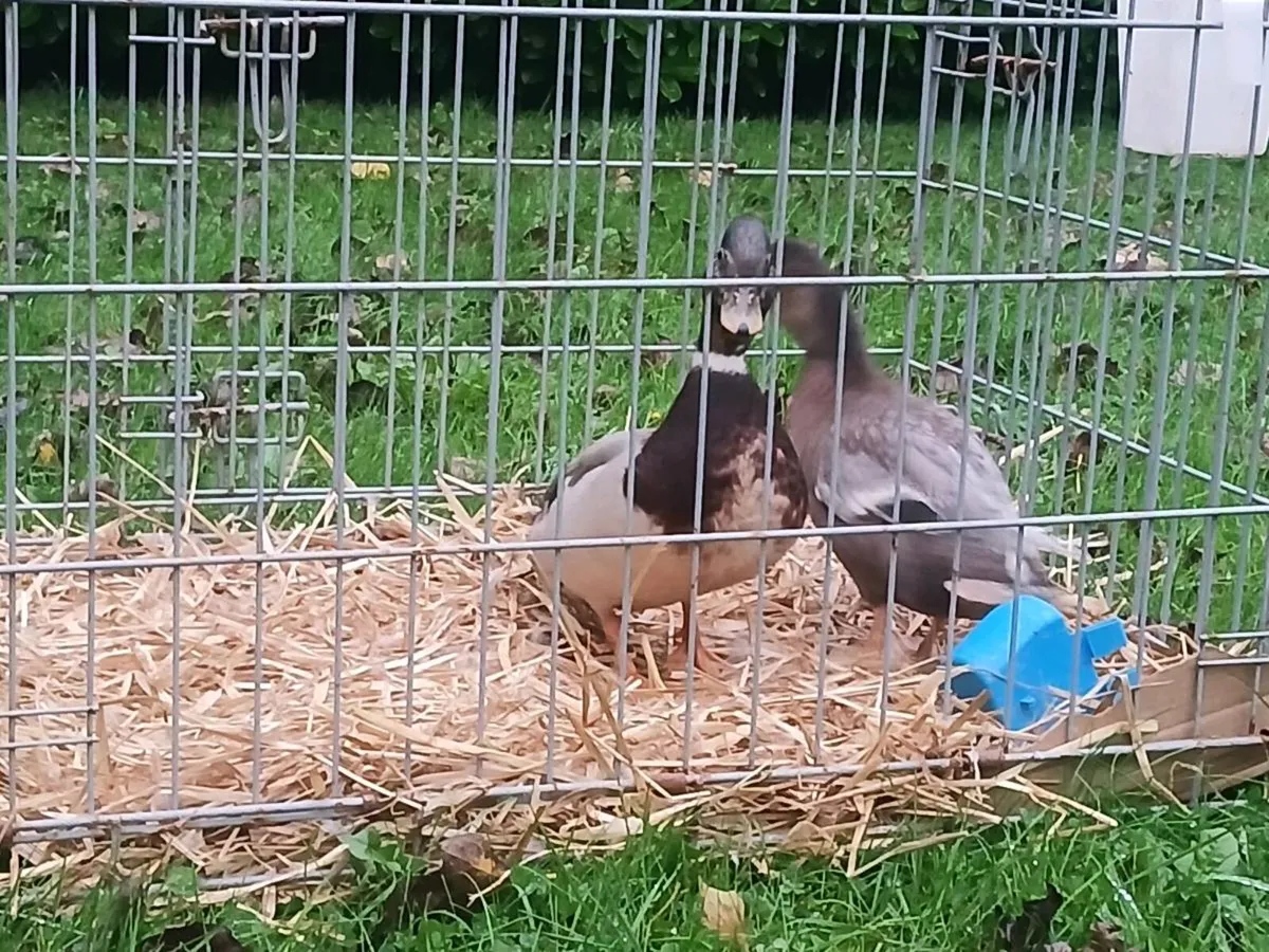 Call Duck's - Image 2