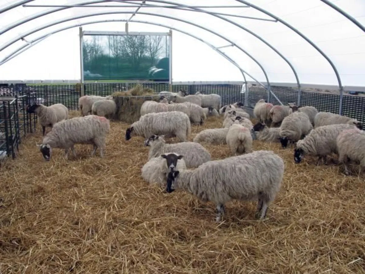 Polytunnels Kenmare - Image 4