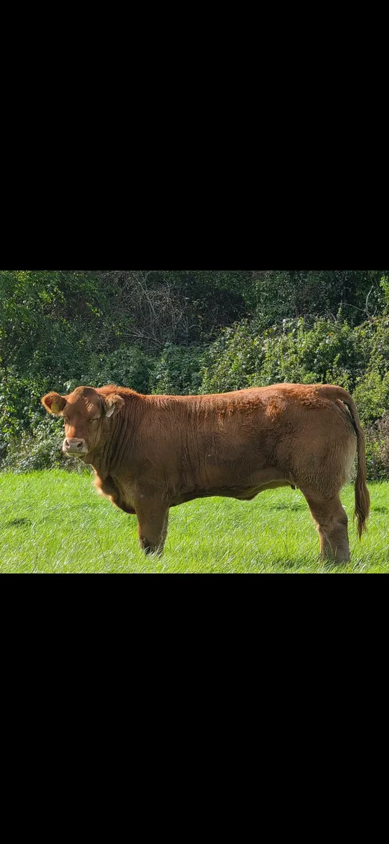 Weanling Heifers - Image 1