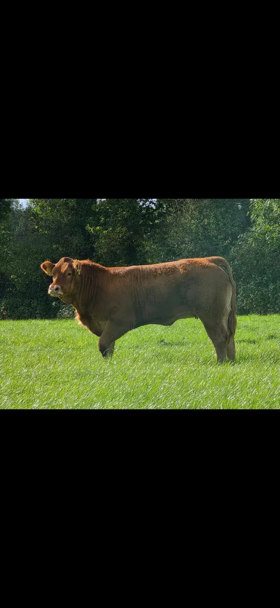 Weanling Heifers - Image 2