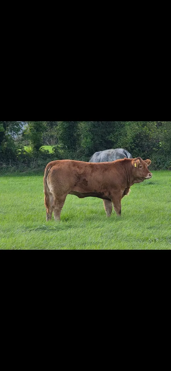 Weanling Heifers - Image 3