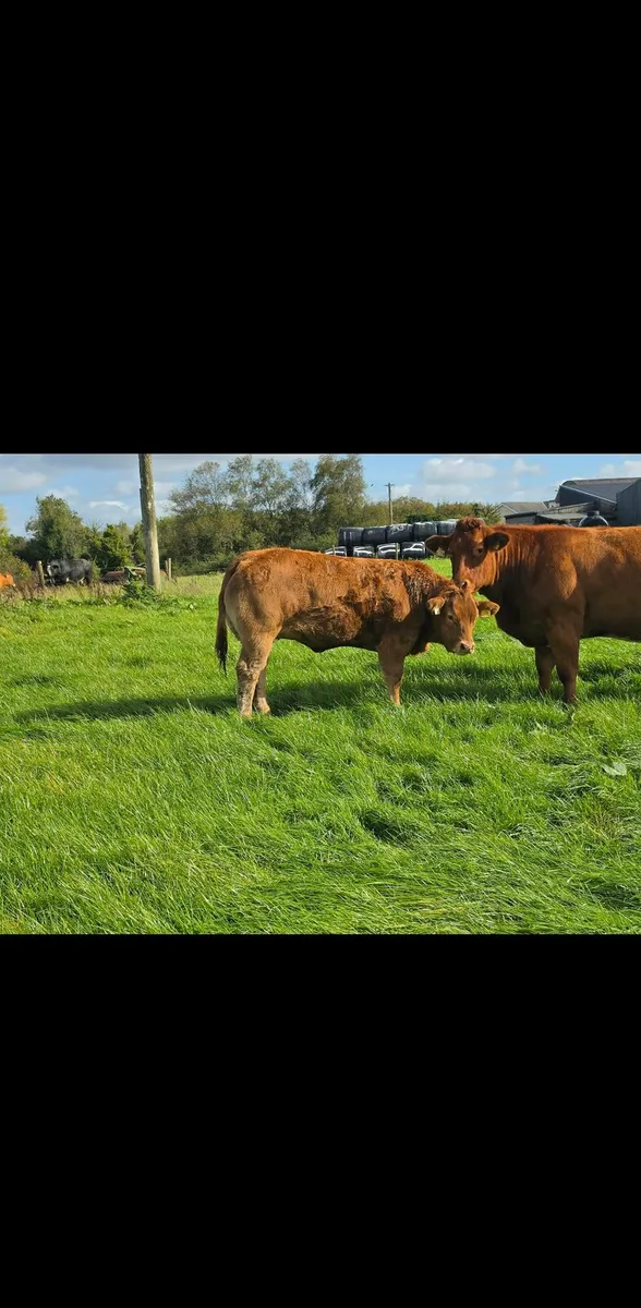 Weanling Heifers - Image 4