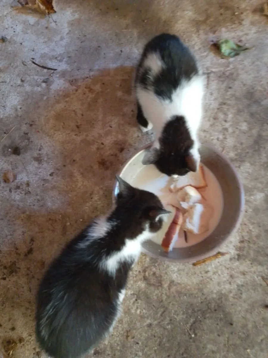 Farm Cats