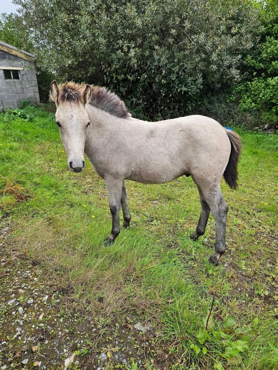 Connemara Colt Foal - Image 4