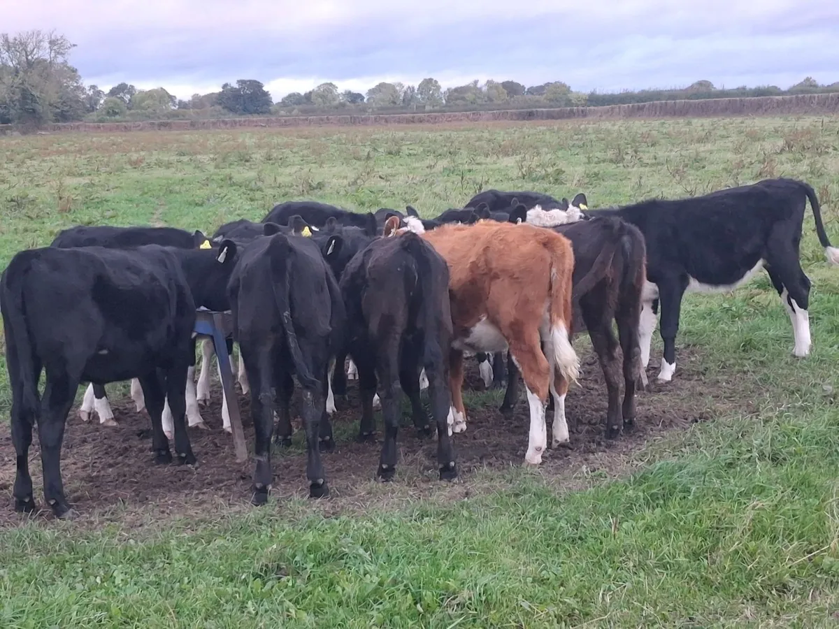 Angus/Hereford Heifer Calves - Image 2