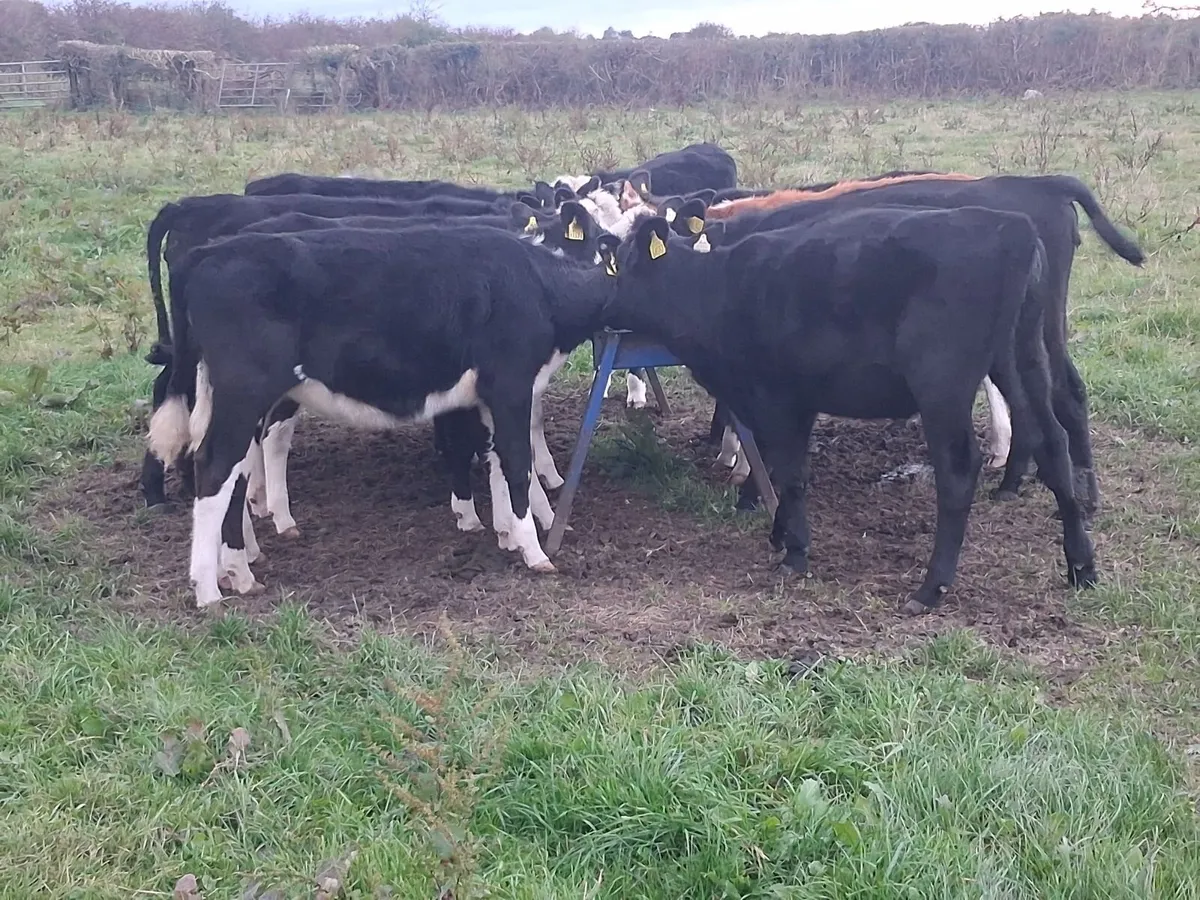 Angus/Hereford Heifer Calves - Image 1