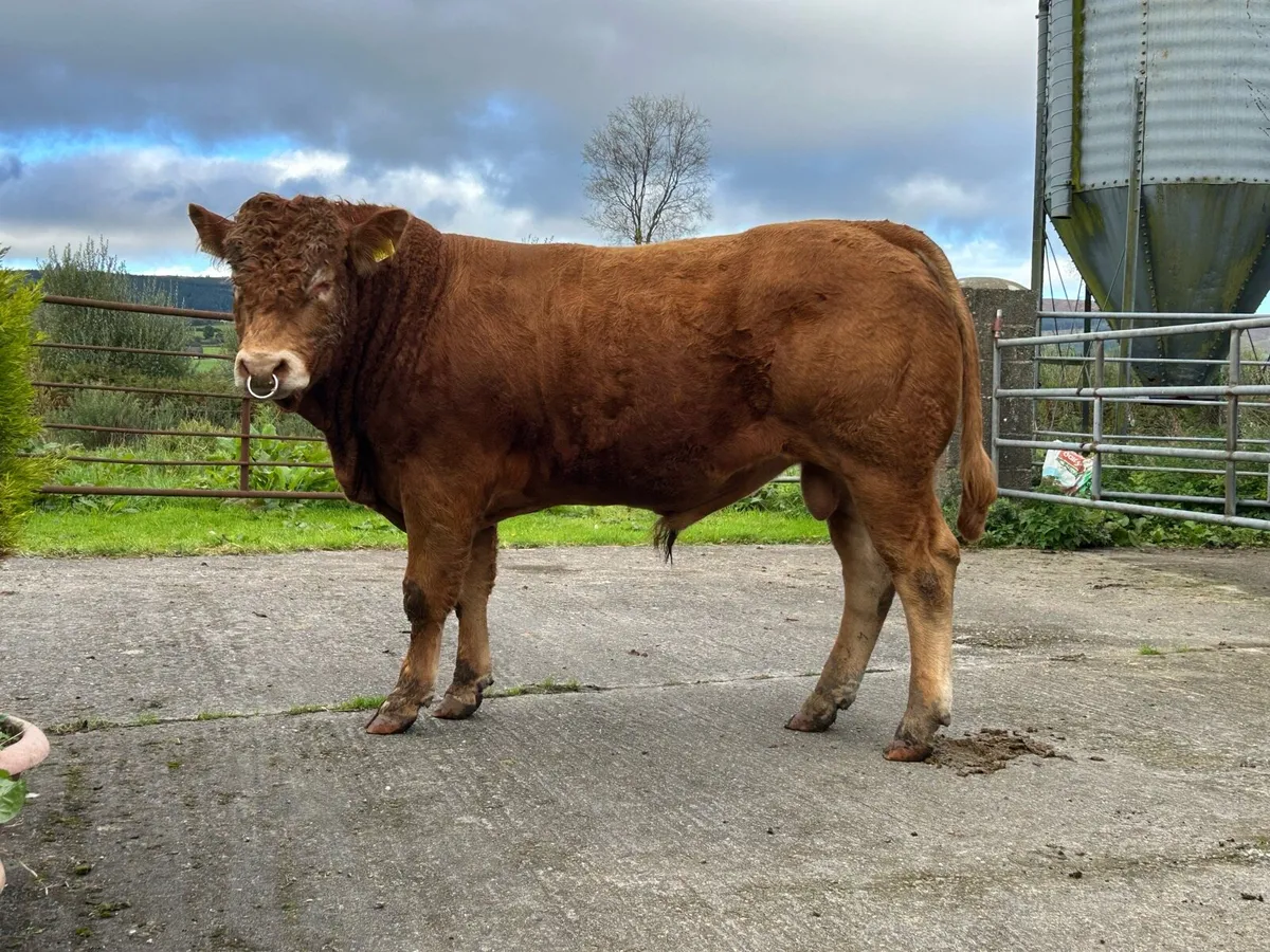 Pedigree Limousin Bull - Image 1