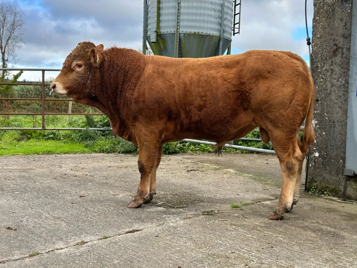 Pedigree Limousin Bull - Image 2