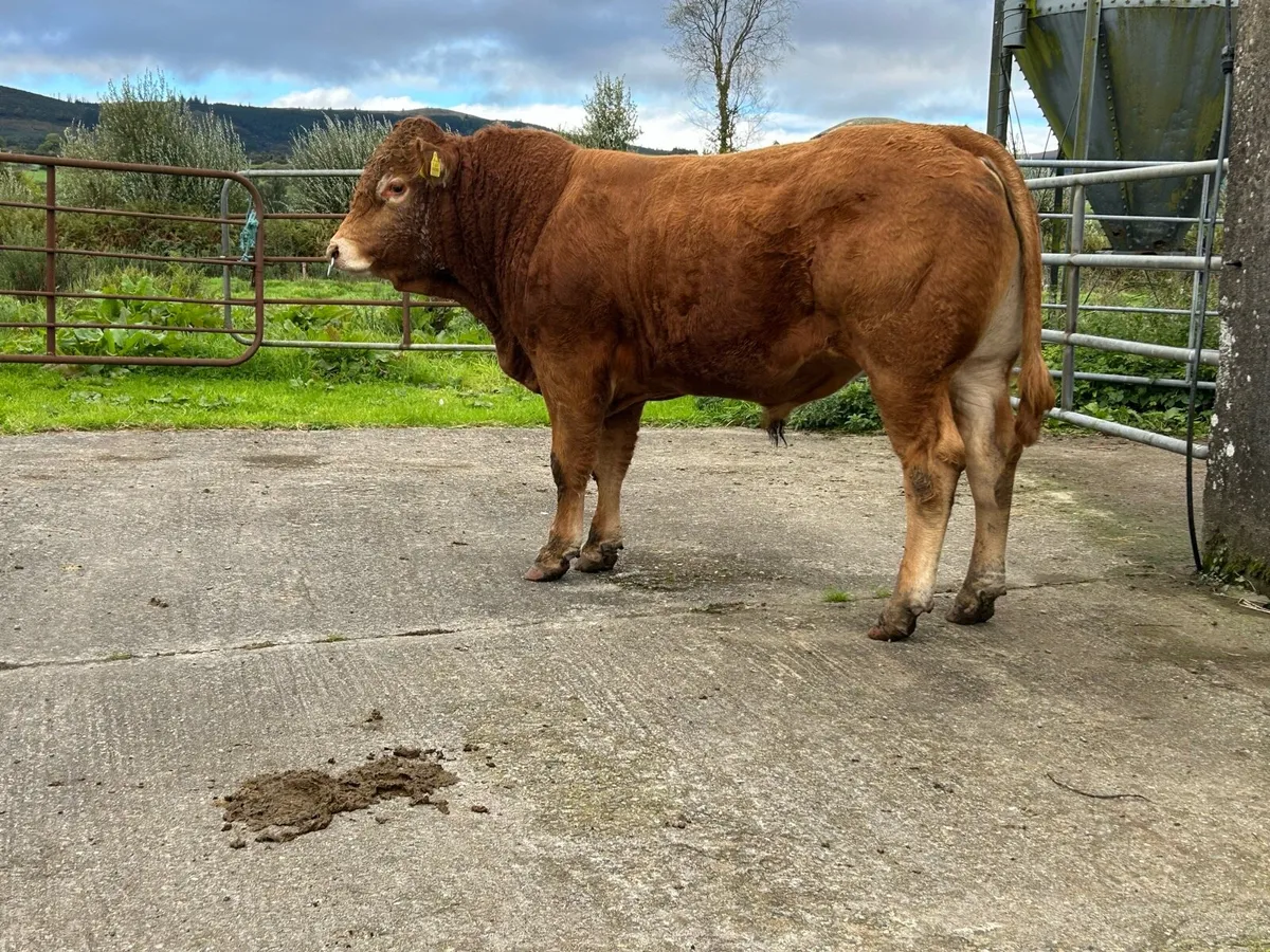 Pedigree Limousin Bull - Image 3