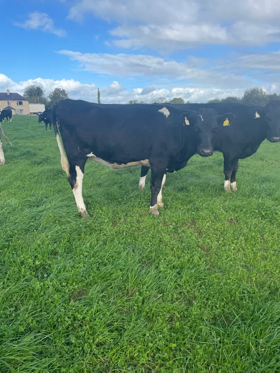 In calf heifers - Image 1