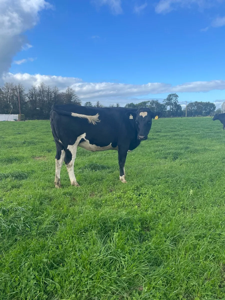 In calf heifers - Image 2