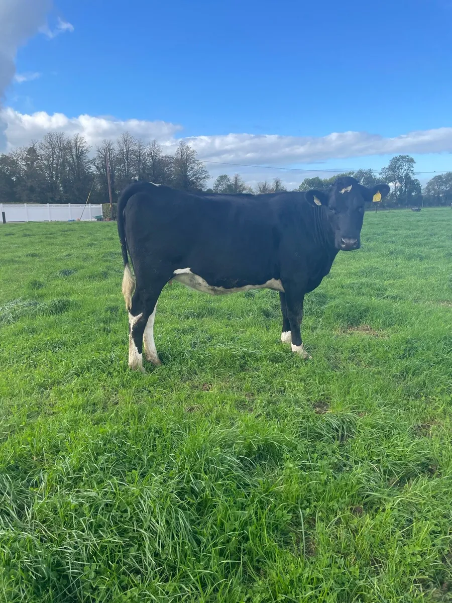 In calf heifers - Image 3