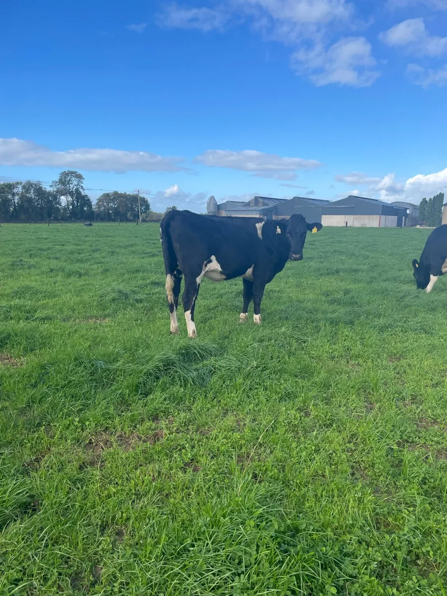 In calf heifers - Image 4