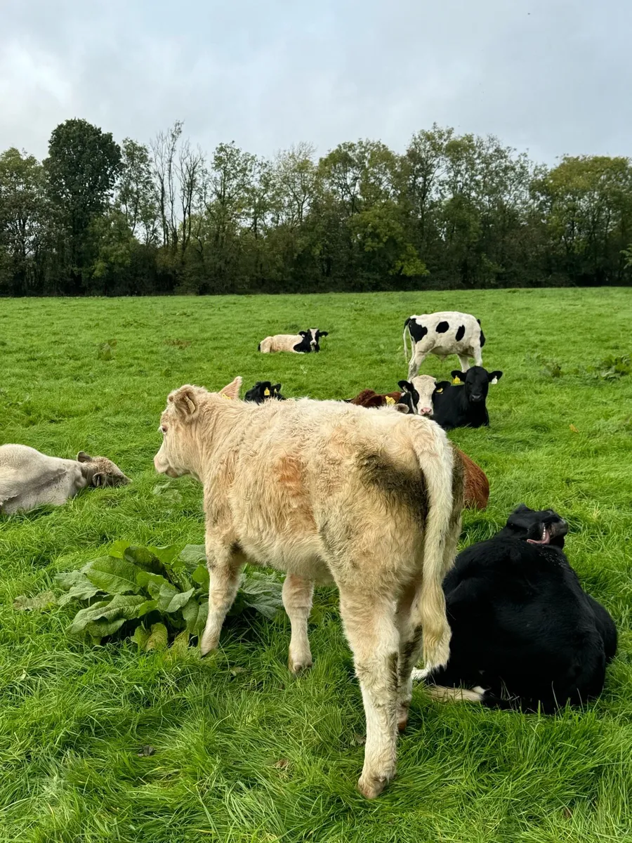 Weanlings For Sale - Image 4