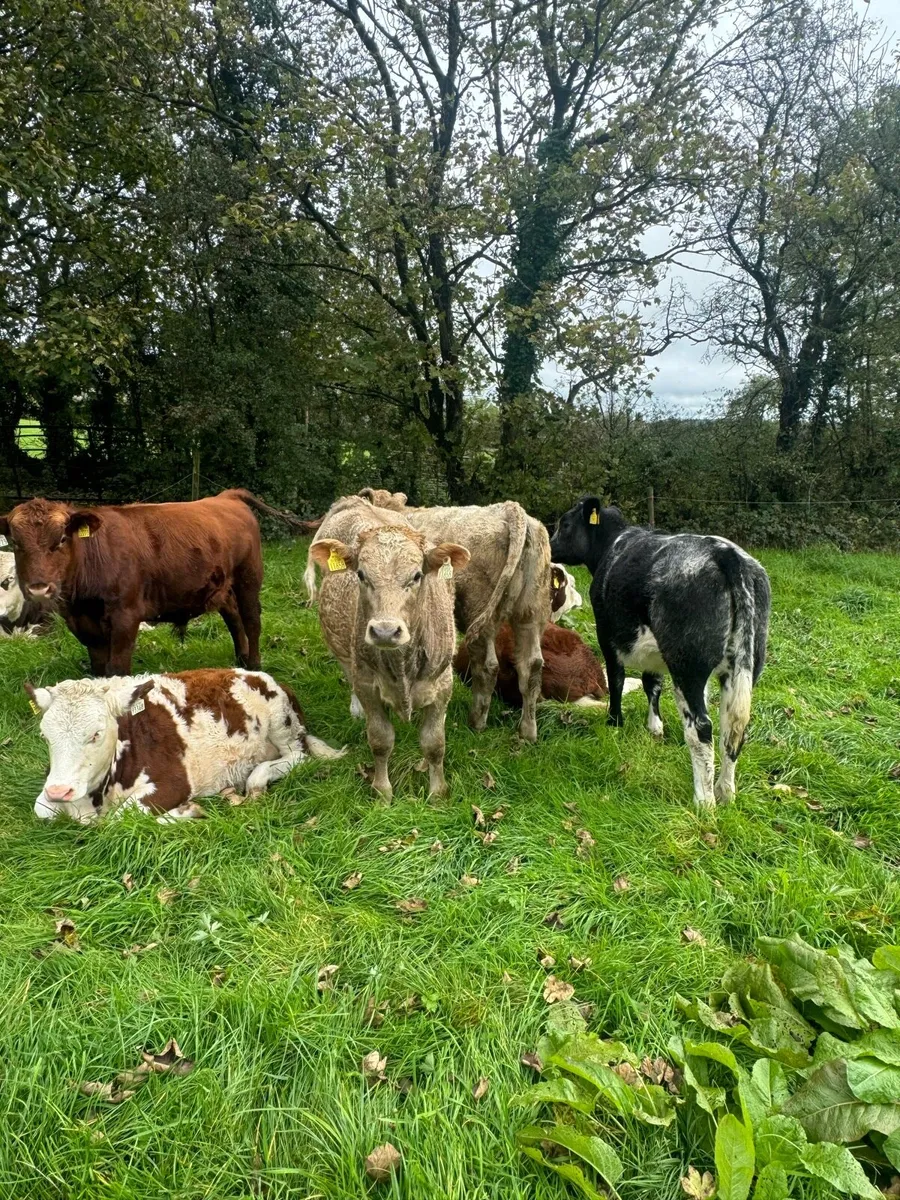 Weanlings For Sale - Image 1