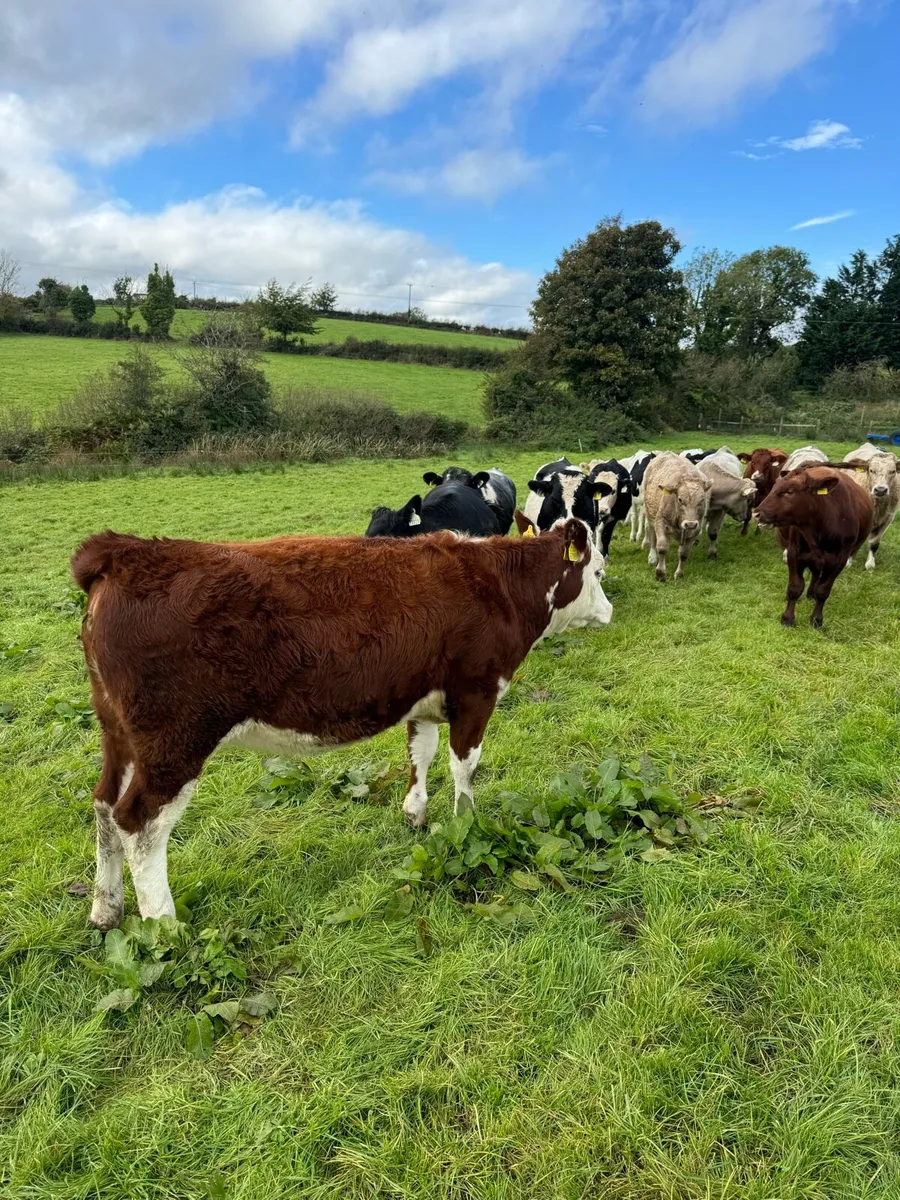 Weanlings For Sale - Image 2