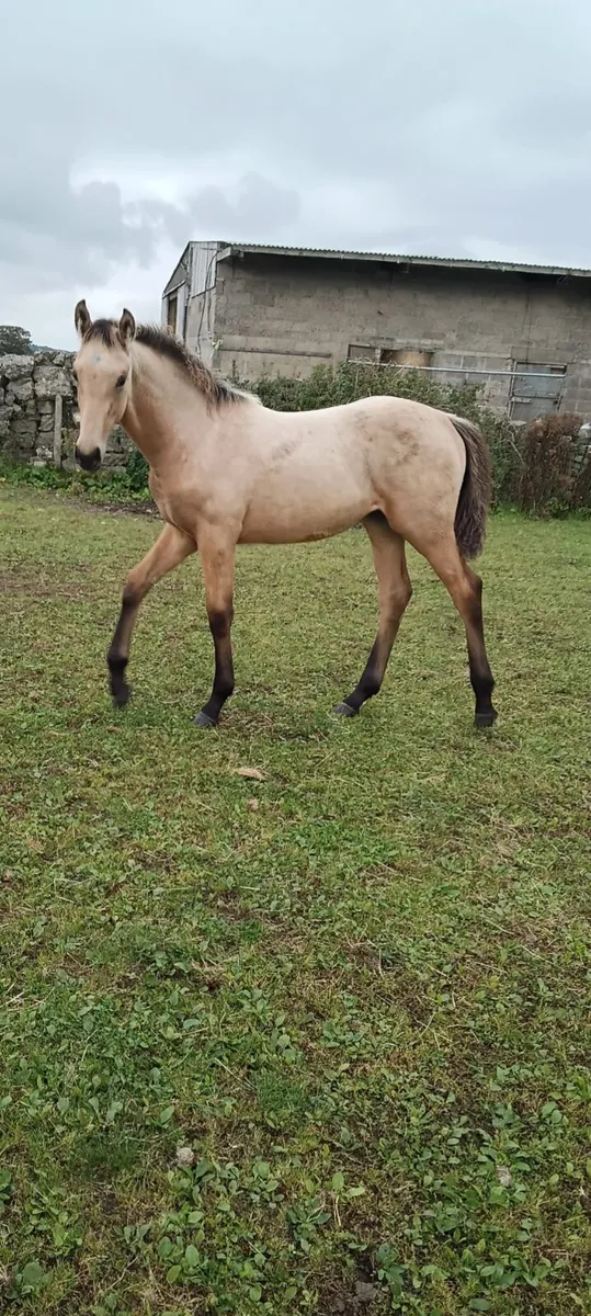 Dun-buckskin ISH filly's - Image 1