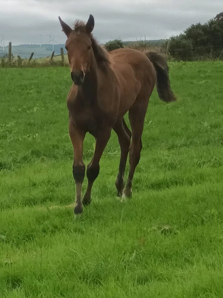 2 colt foals - Image 1
