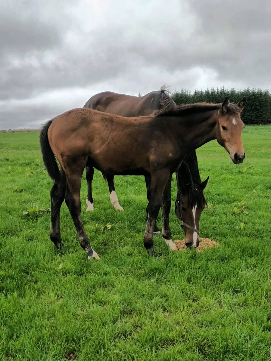 2 colt foals - Image 2