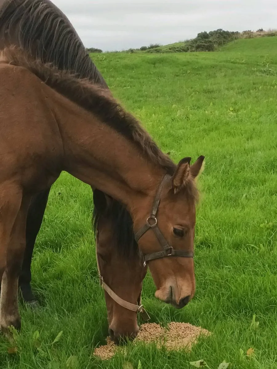 2 colt foals - Image 3