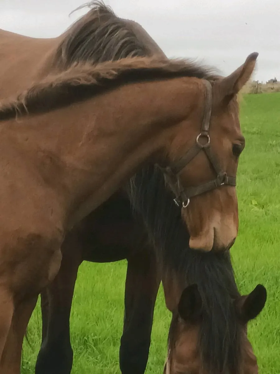 2 colt foals - Image 4