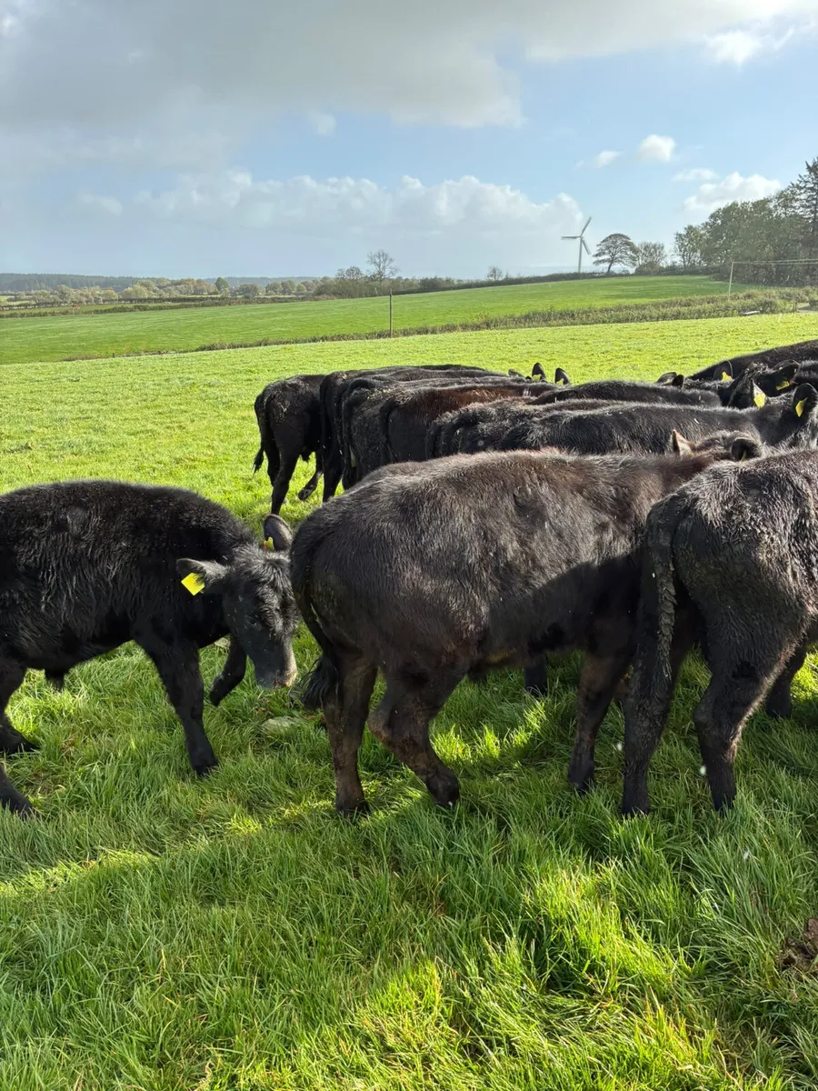 Angus bulls - Image 3