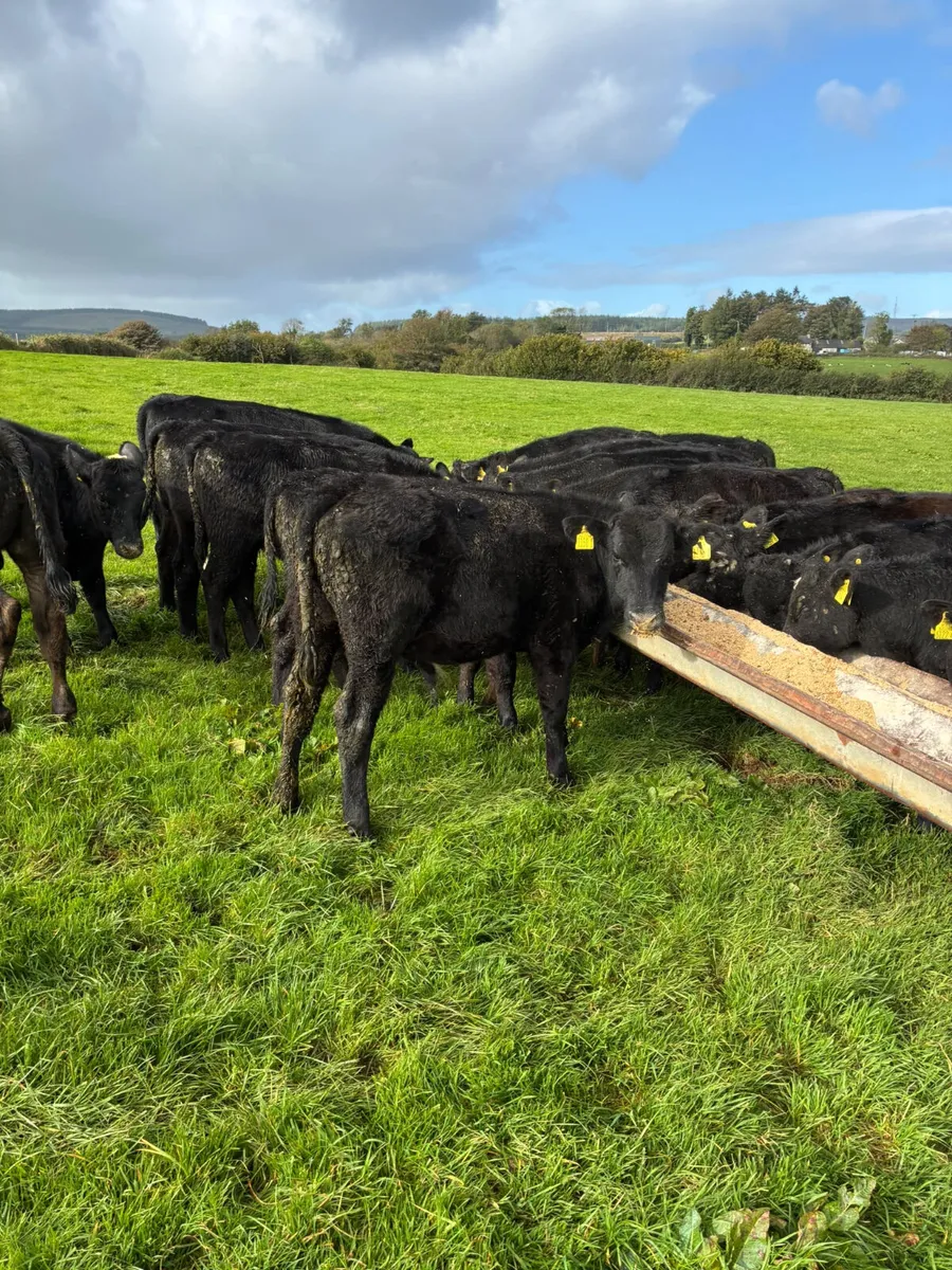 Angus bulls - Image 2