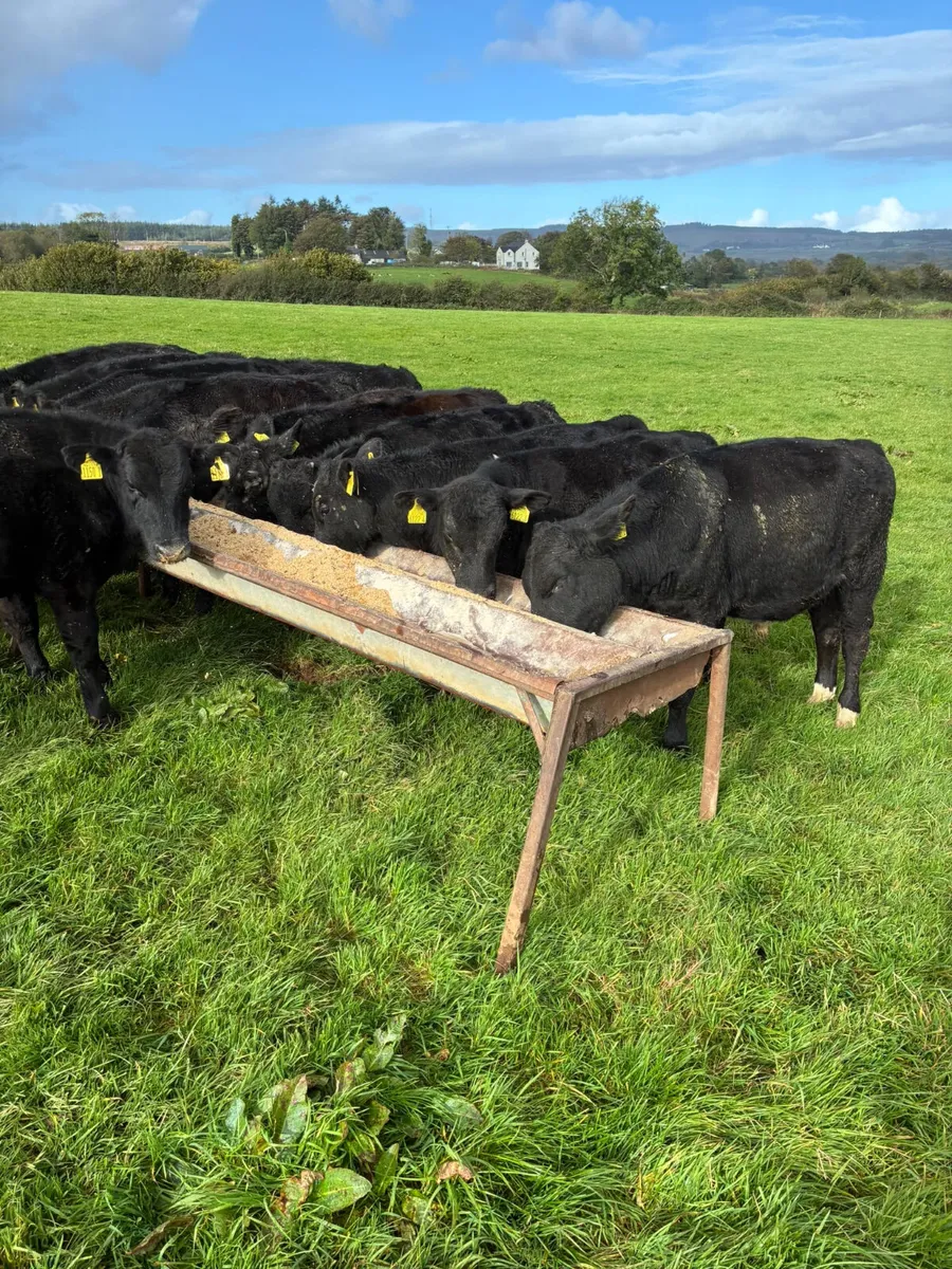 Angus bulls - Image 1