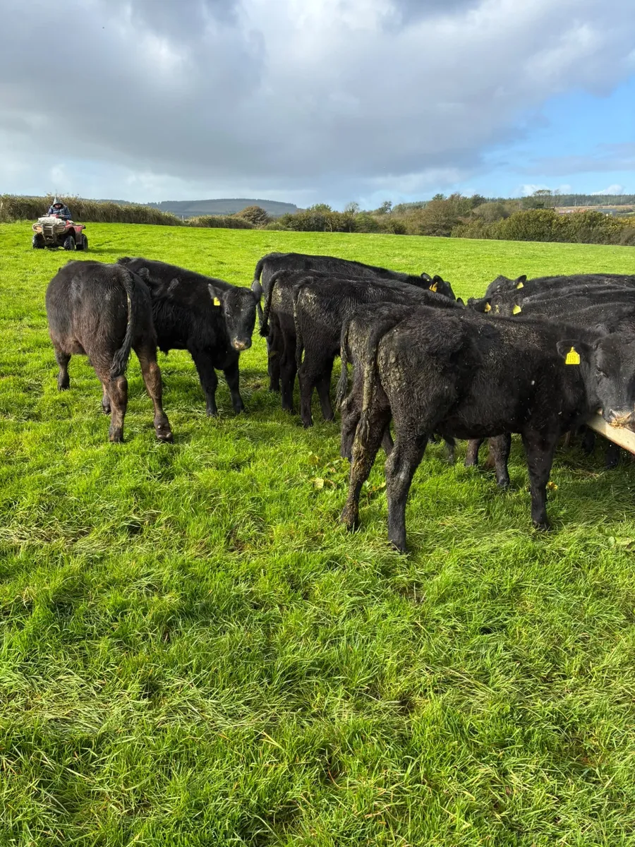 Angus bulls - Image 4