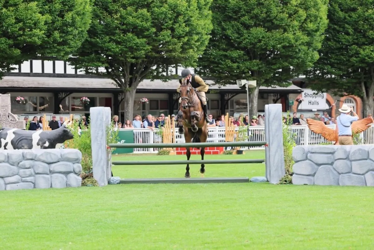 Top Class WH/Event Horse *LOT 305 Goresbridge* - Image 2