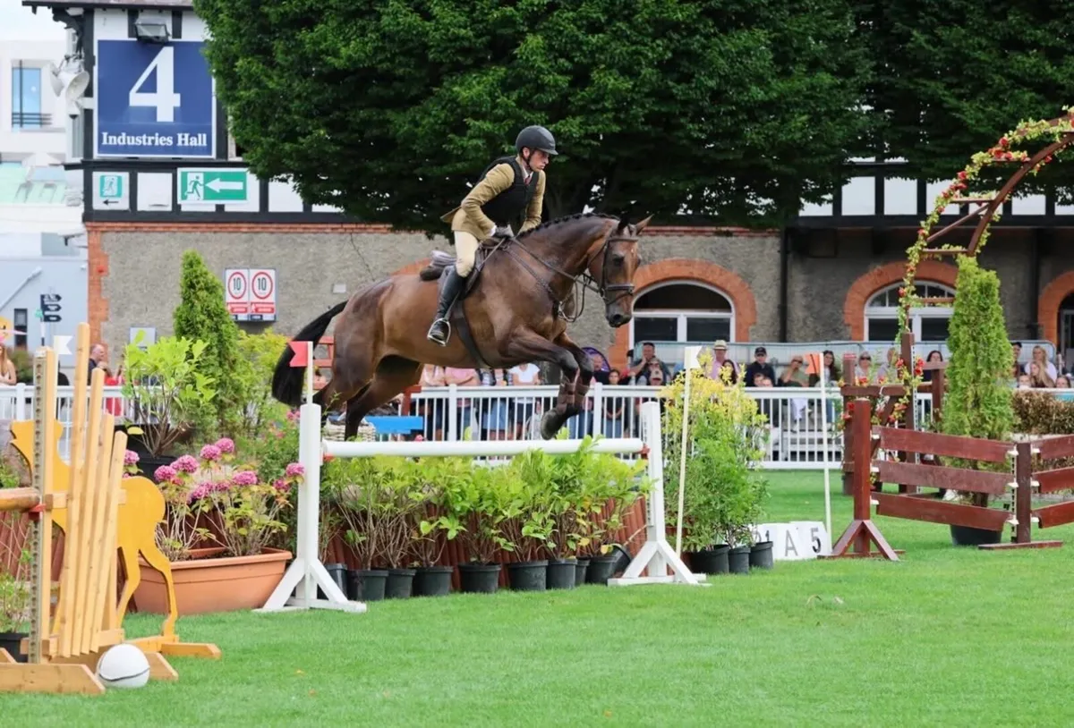 Top Class WH/Event Horse *LOT 305 Goresbridge* - Image 3