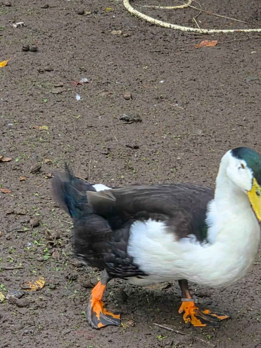 Ducks - Image 1