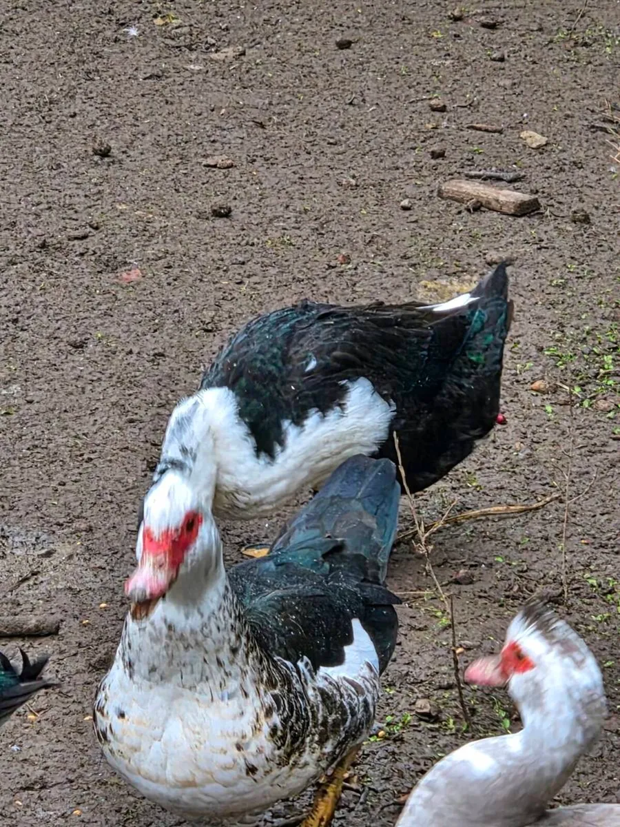 Ducks - Image 2