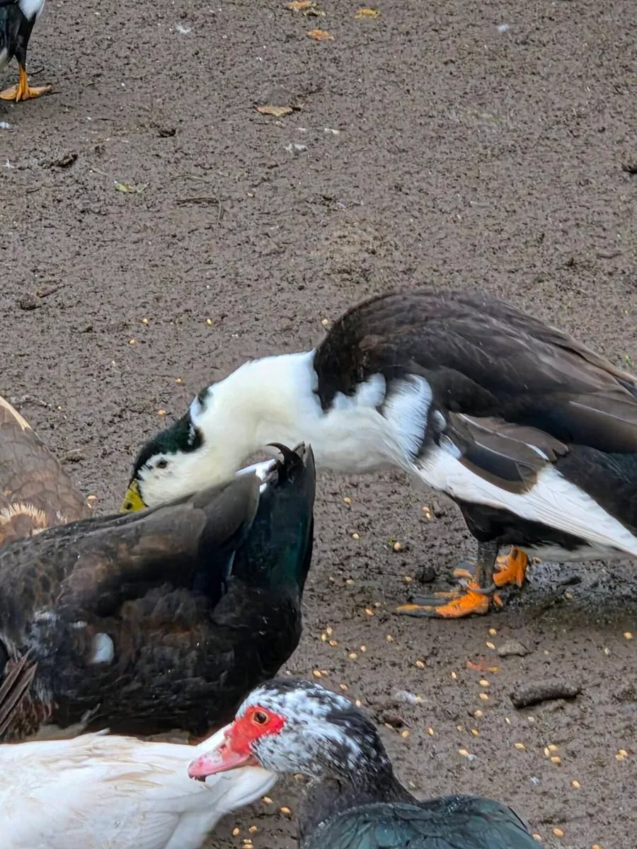 Ducks - Image 3