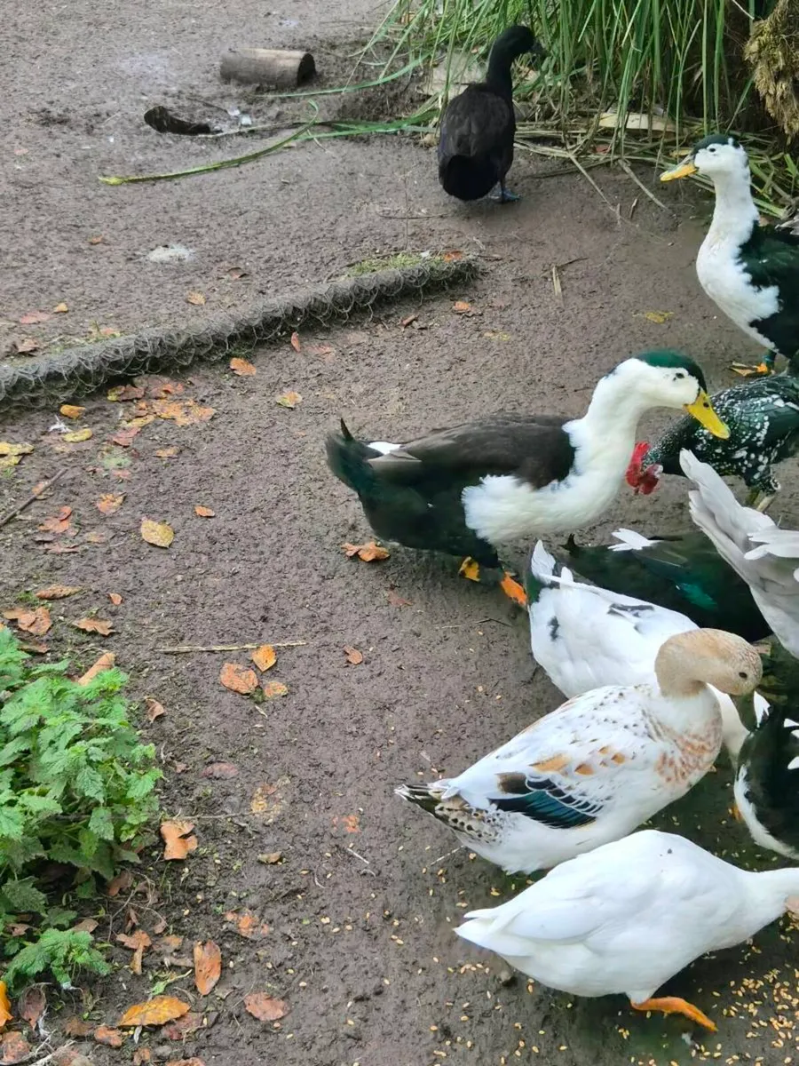 Ducks - Image 4