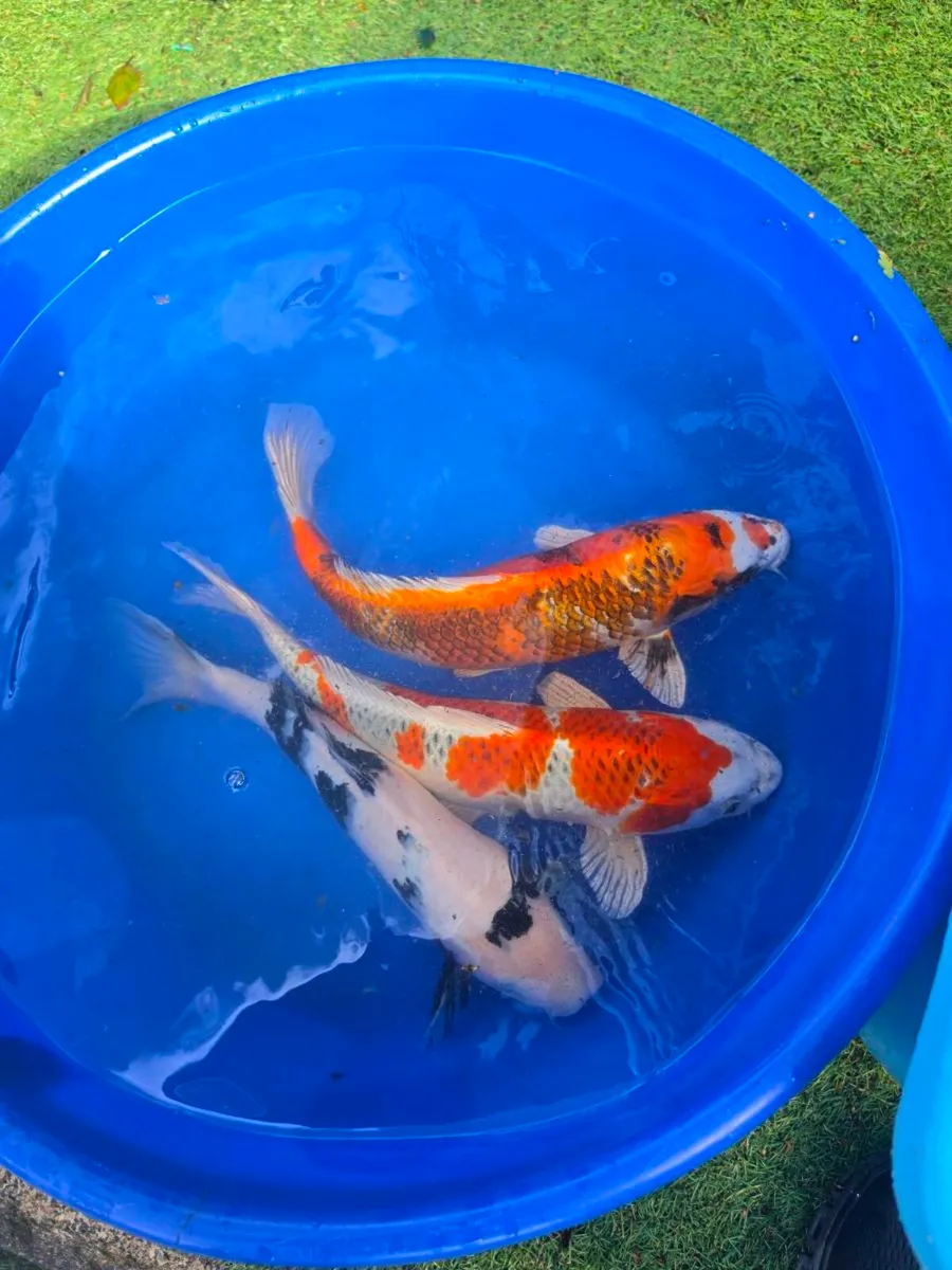Koi carp for sale and equipment - Image 2