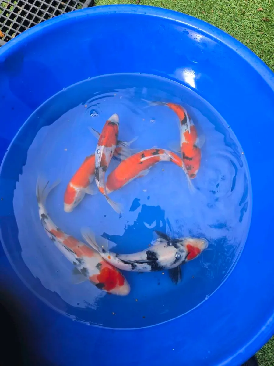 Koi carp for sale and equipment - Image 3