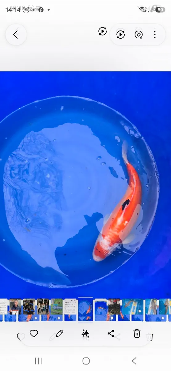 Koi carp for sale and equipment - Image 4