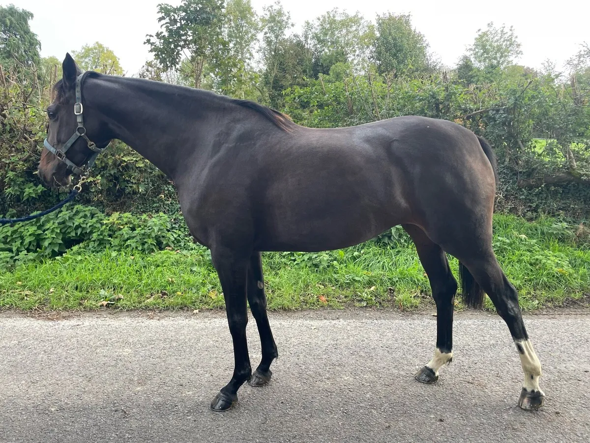 5 year old T/B Bay filly - Image 2