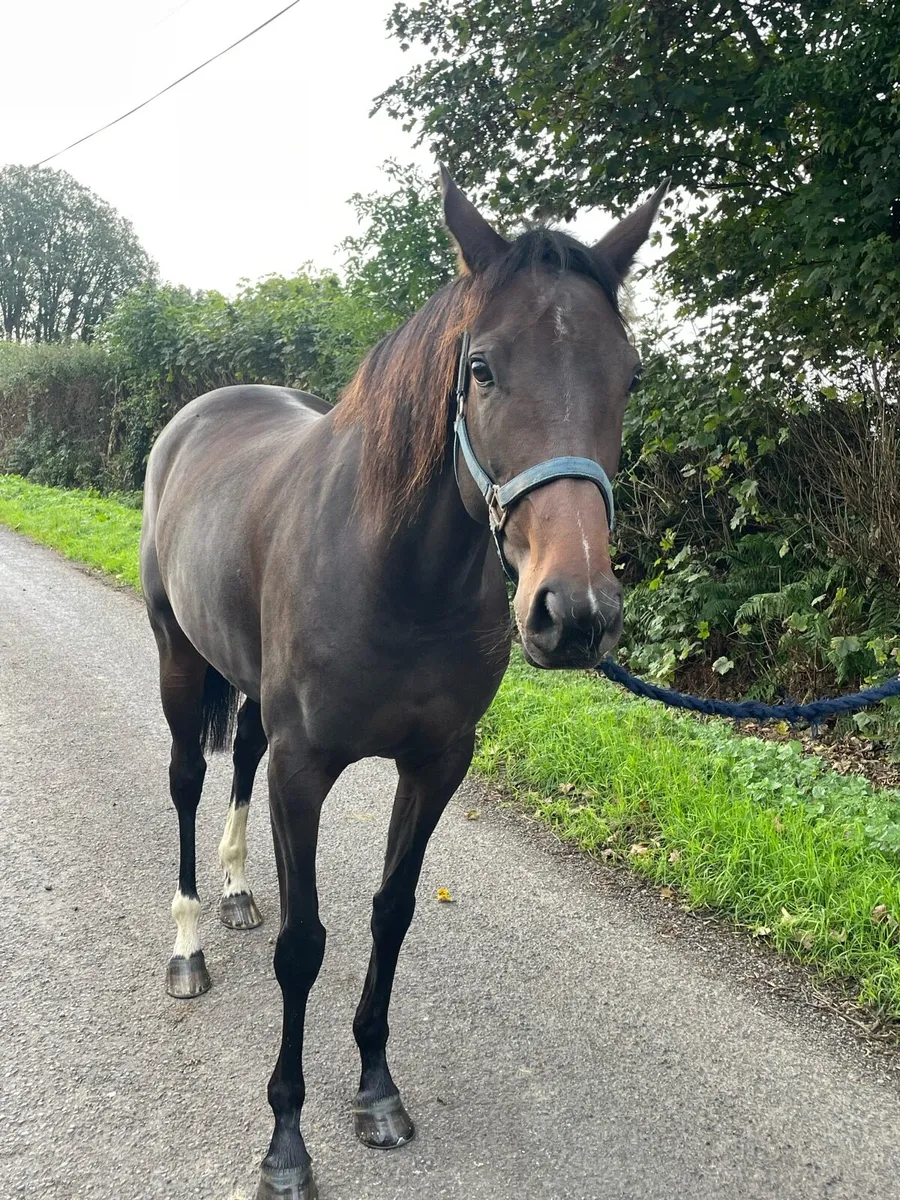 5 year old T/B Bay filly - Image 3