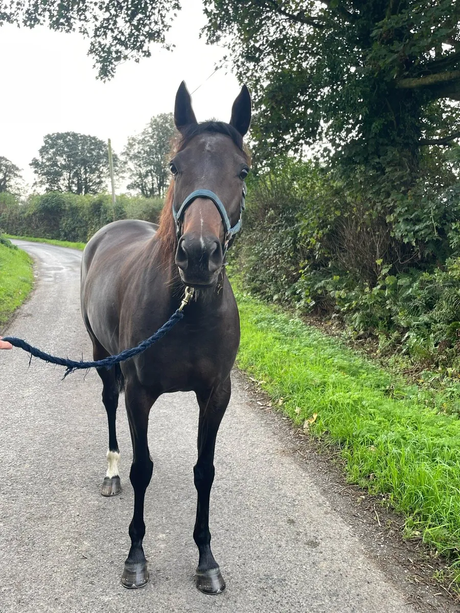 5 year old T/B Bay filly - Image 4