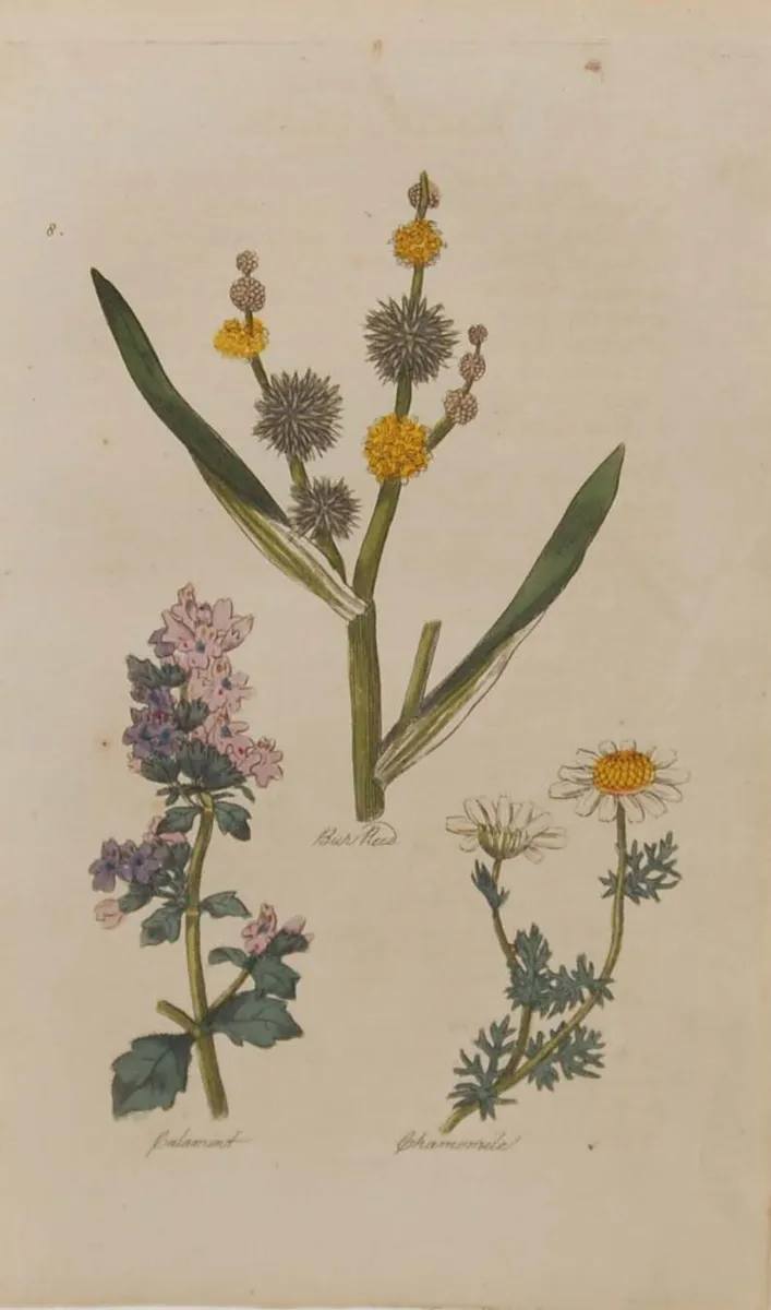 Bur Reed 1812 Antique Botanical Print - Image 1