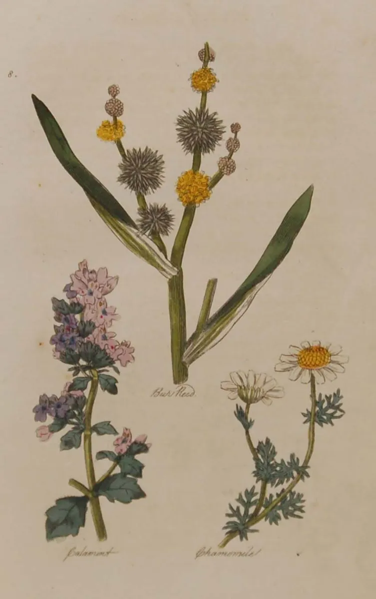 Bur Reed 1812 Antique Botanical Print - Image 2