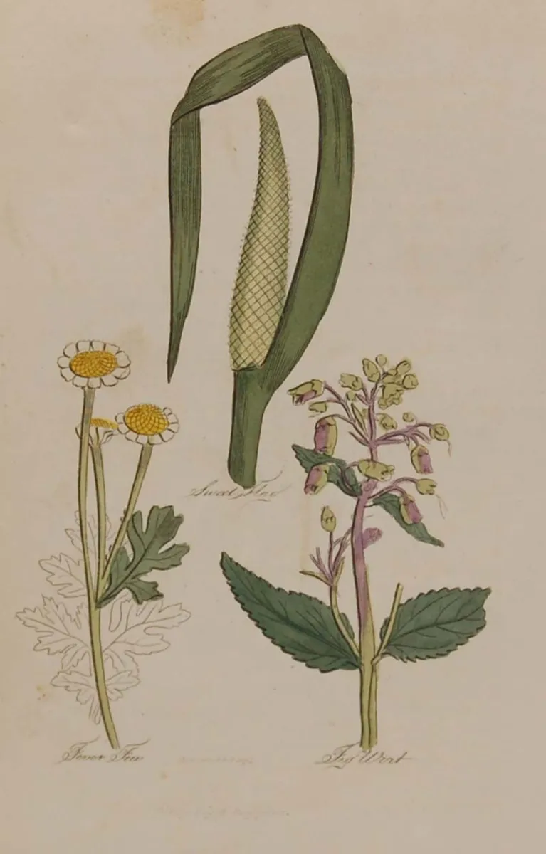 Sweet Flag 1812 Antique Botanical Print - Image 1