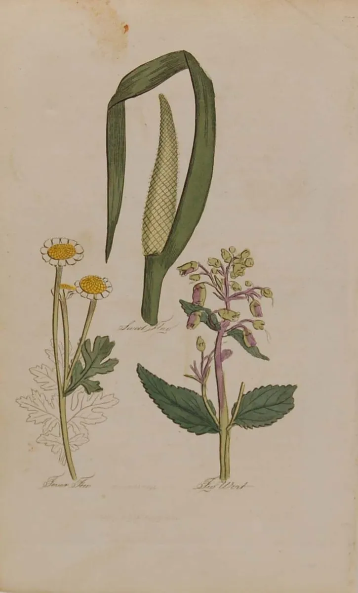 Sweet Flag 1812 Antique Botanical Print - Image 2