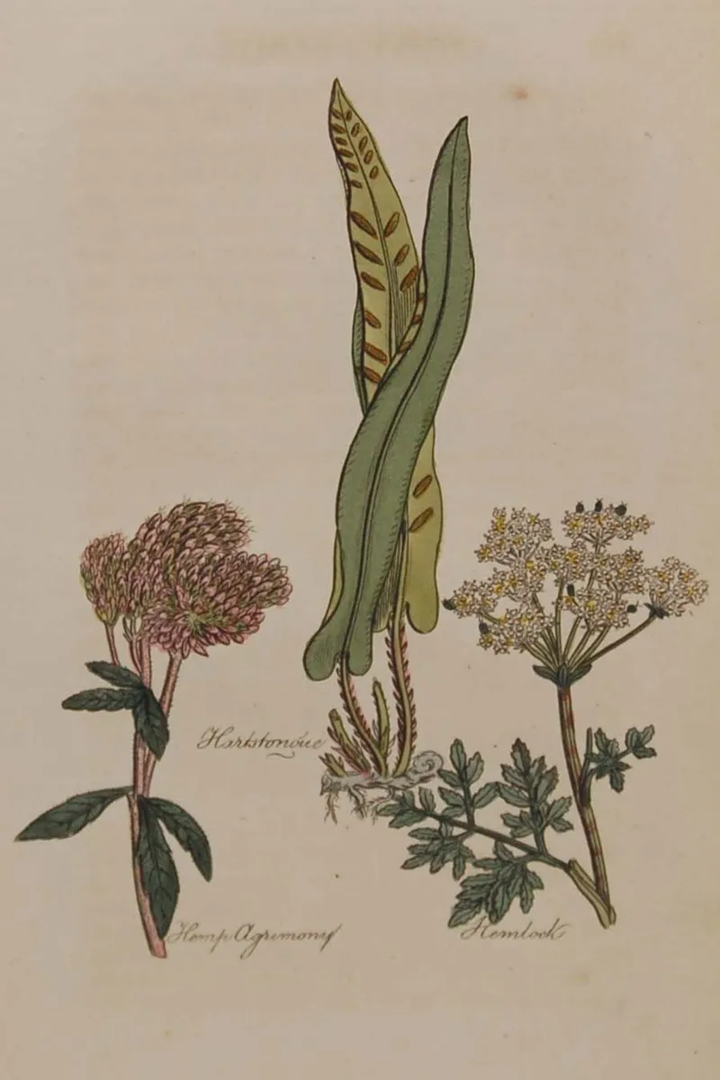 1812 Hemlock Antique Botanical Print - Image 2